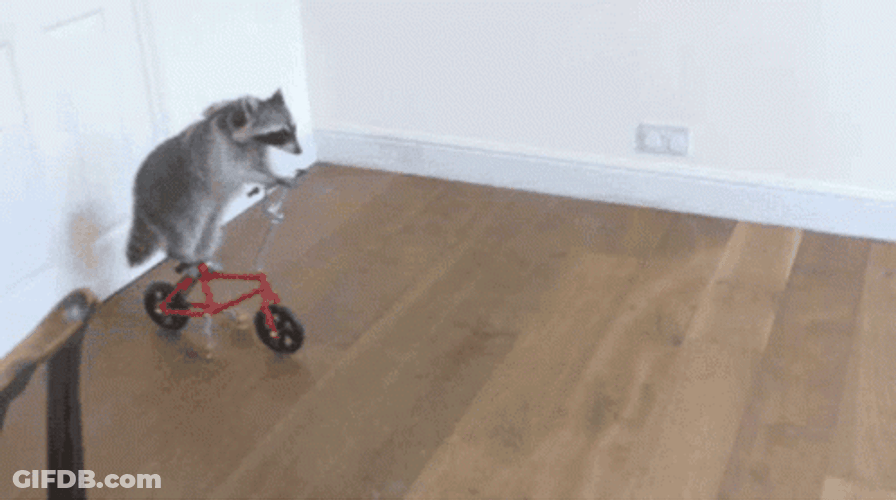 Racoon Pet Riding Bike GIF