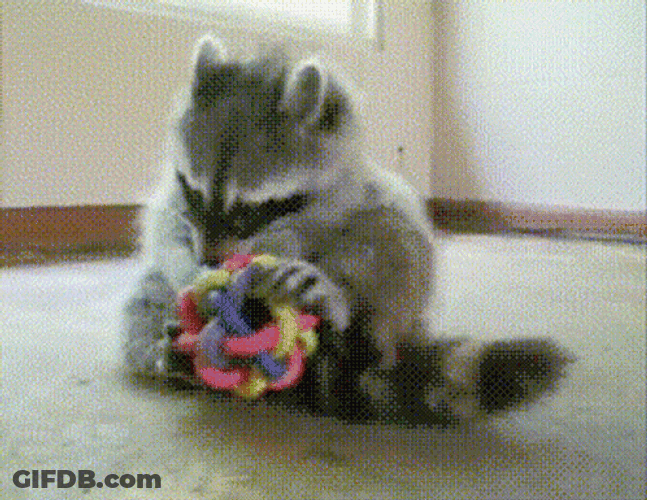 Racoon Playing Knot Chew Toy GIF