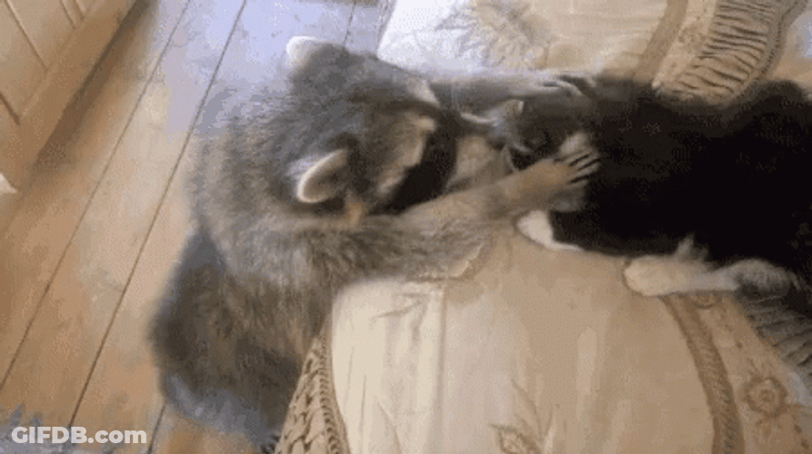Racoon Playing With A Cat GIF