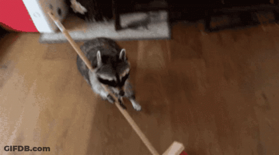 Racoon Ready To Clean GIF