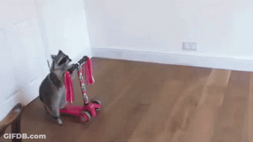 Racoon Riding  A Scooter GIF