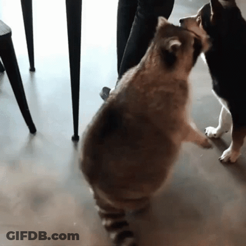 Racoon GIF