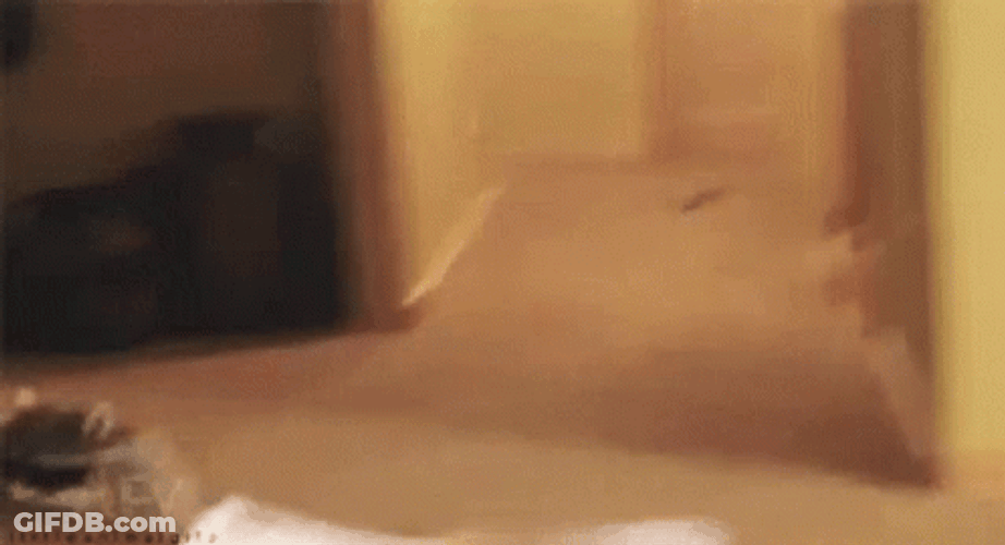 Racoon Rolling Away GIF