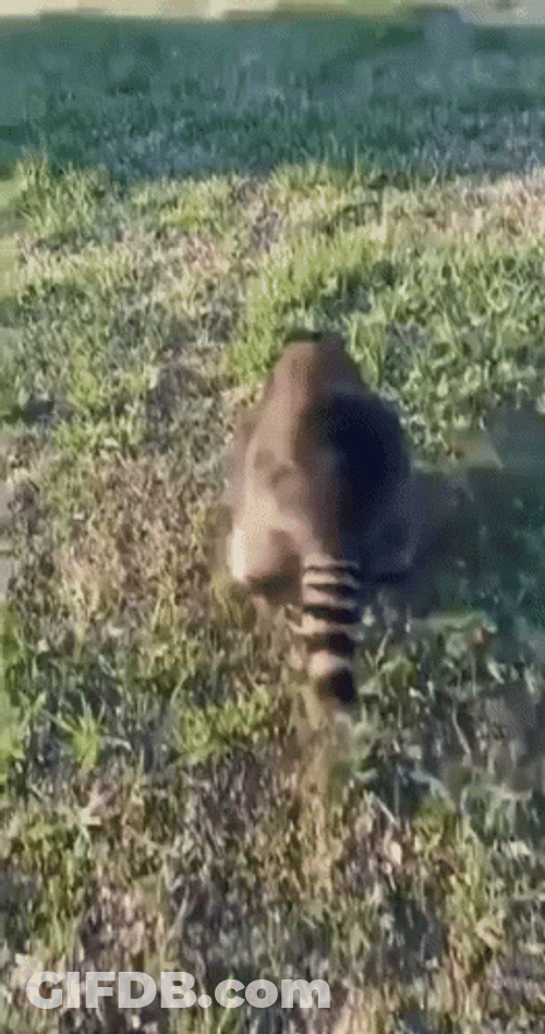 Racoon Rolling On The Grass GIF