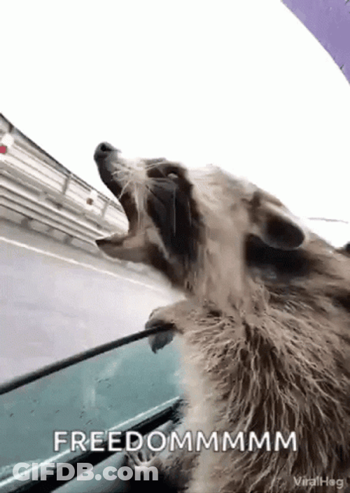 Racoon Screaming Freedom GIF