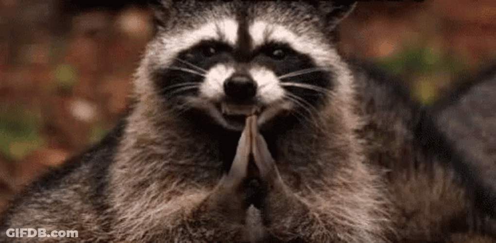 Racoon Smilling Face Plotting Hands GIF
