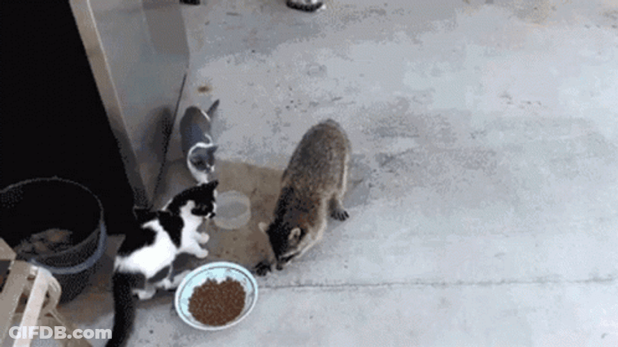 Racoon Sneaking Cat Food GIF