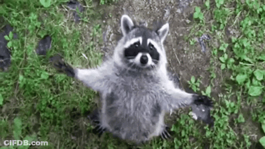 Racoon Standing Awesome GIF