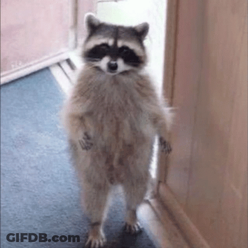 Racoon Standing Jimin Meme Bts GIF