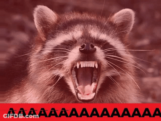 Racoon Triggered Angry GIF