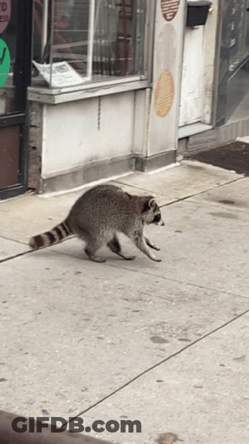 Racoon Walking Outside GIF