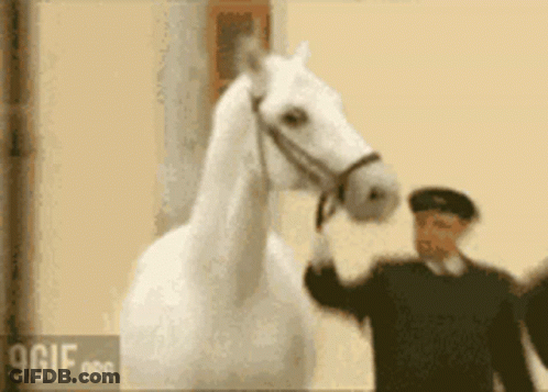 Rado Horse GIF