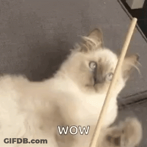 Rag Doll Cat Chopsticks Wow GIF