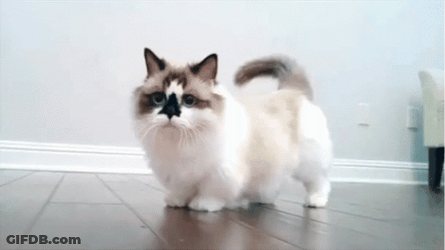 Rag Doll Cat Curious Tail GIF