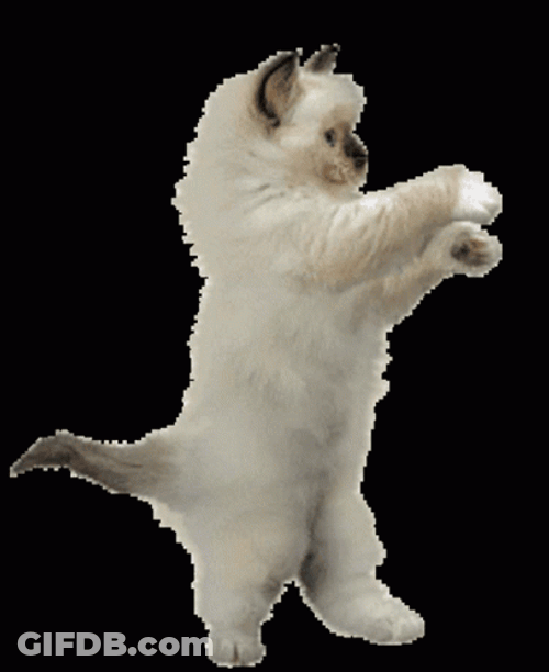 Rag Doll Cat Dance GIF