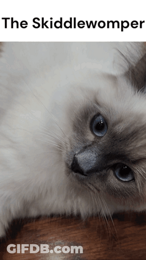 Rag Doll Cat Skiddlewomper GIF