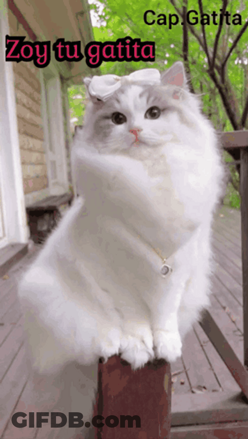 Rag Doll Cute Cat GIF