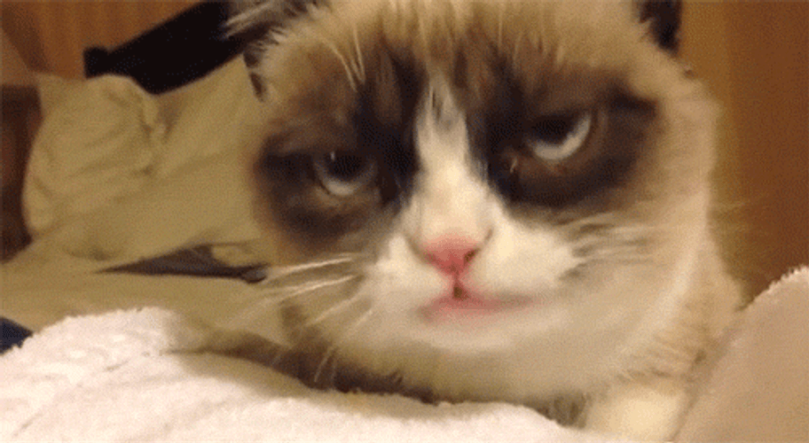 Ragdoll Grumpy Cat Licking GIF