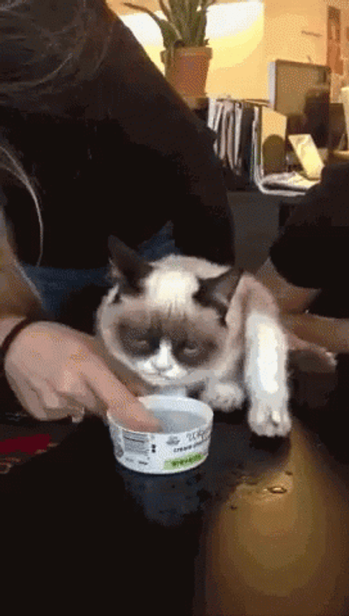 Ragdoll Grumpy Cat GIF