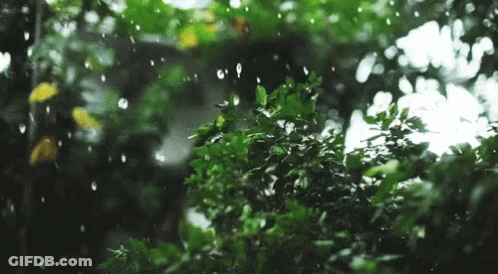 Rain Falling On Tree In Woods GIF