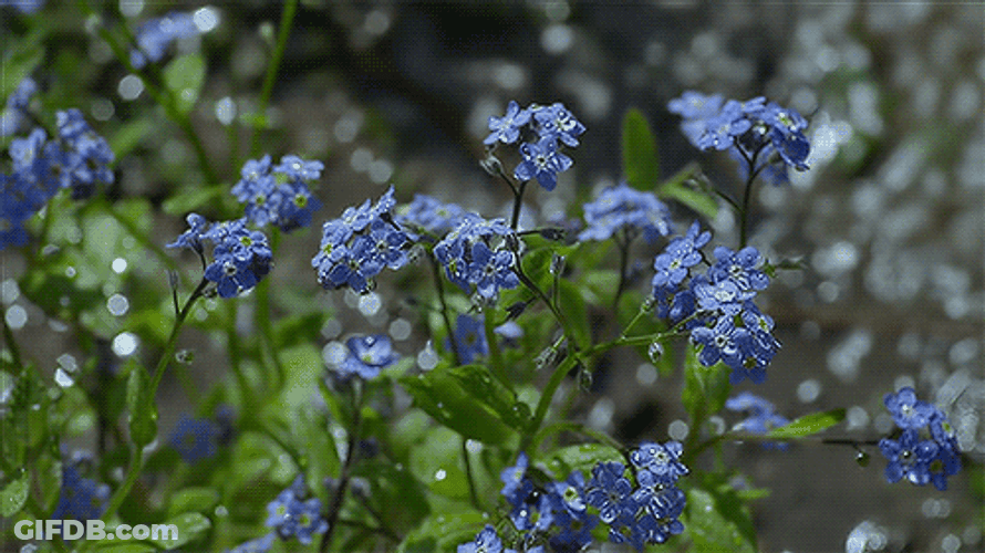 Rain On Blue Flowers GIF