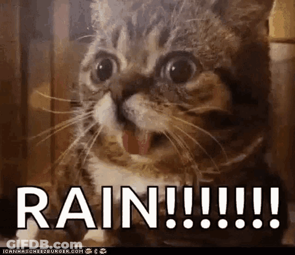 Rain Romrain GIF