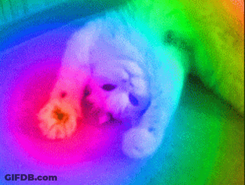 Rainbow Background With White Dog Laying GIF