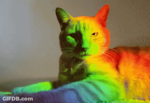 Rainbow Colored Cat Laying On Blanket GIF