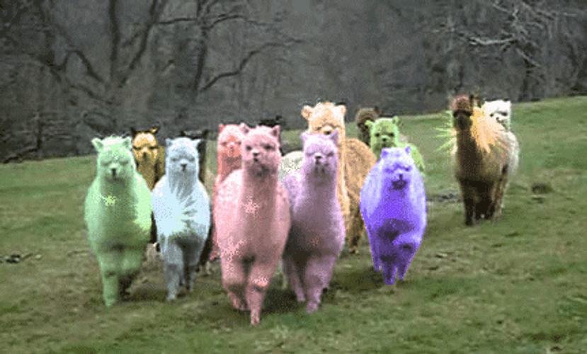 Rainbow Glitter Alpacas GIF