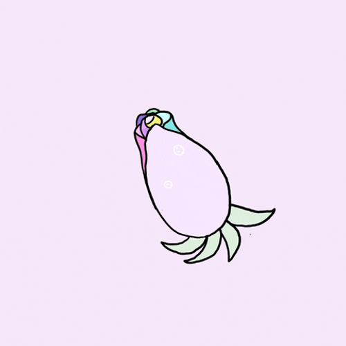 Rainbow Rose Blooming GIF