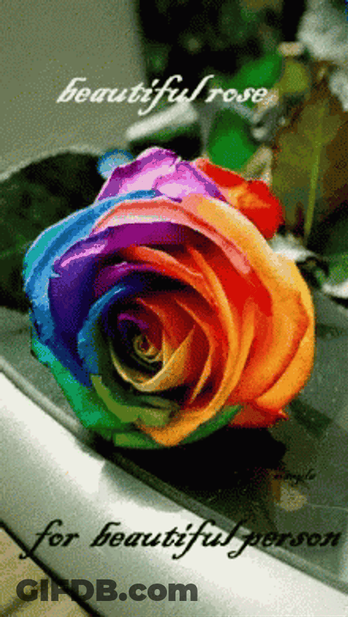 Rainbow Rose For Beautiful Person GIF