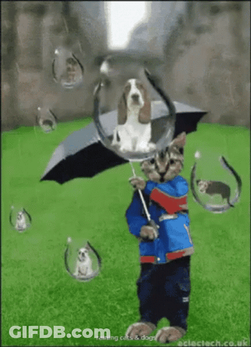 Raining Cats On This Rainy Monday GIF
