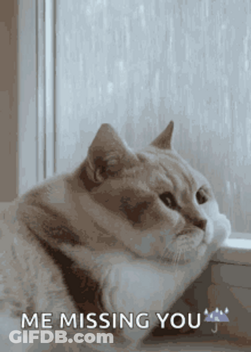 Raining Outside Me Missing You Chubby Cat GIF