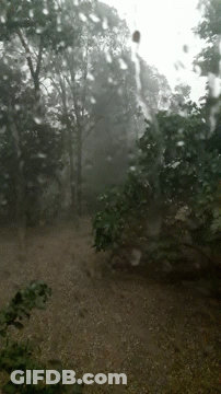 Rainy Day In The Woods With Rain Drops GIF