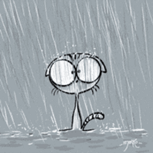 Rainy Day Storm Cat Left Out GIF