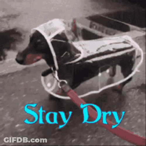 Rainy Friday Dog With Transparent Raincoat GIF