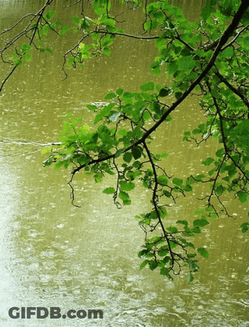 Rainy Good Morning With Nature Scenery GIF
