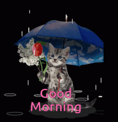 Rainy Monday Cat With Rose GIF