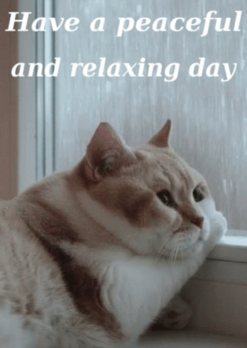 Rainy Saturday Cat Looking Out A Window GIF