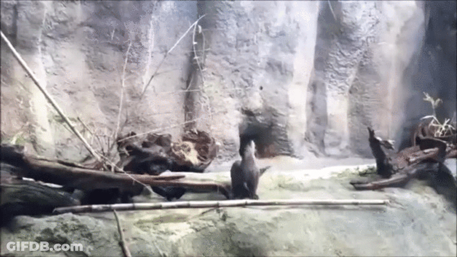 Raise The Roof Cute Seal GIF