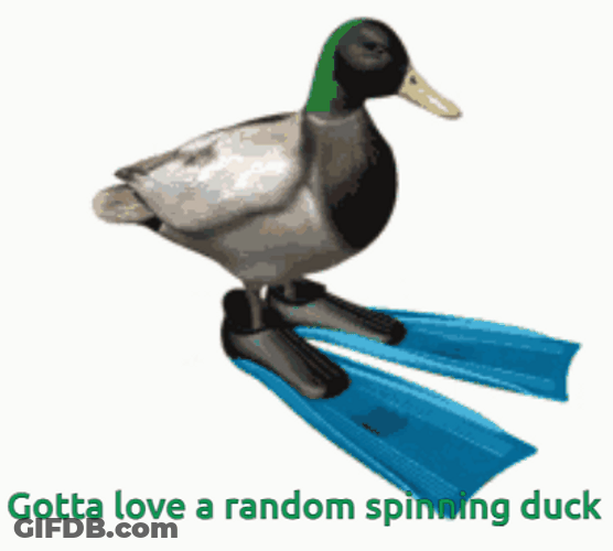 Ramdom Duck Spinning GIF