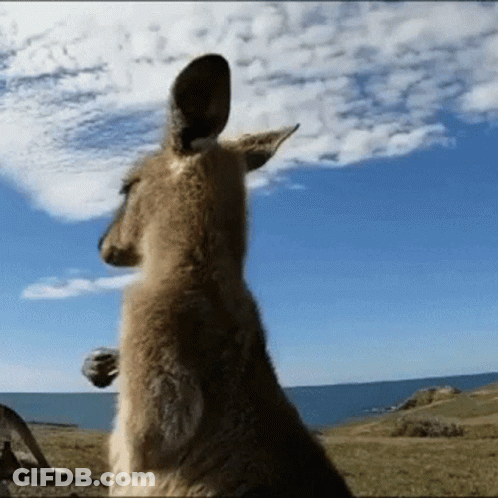 Rams Vs 49Ers Football Game 10-10 GIF
