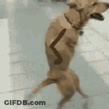 Random Ahh Trooper About To Ruin Someone's Day GIF