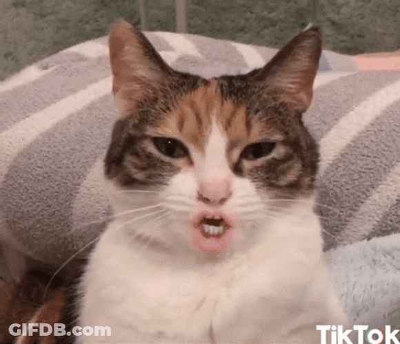 Random Cat Funny Pouty Lips GIF