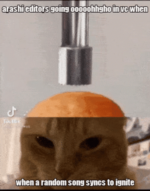 Random Song Cat And Cupcake Meme GIF