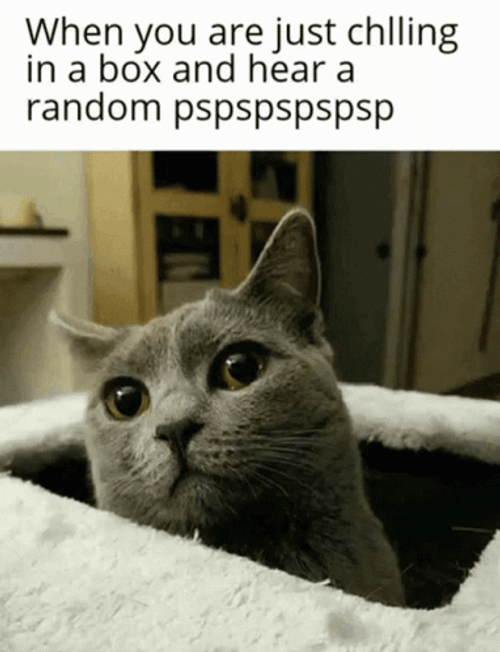 Random Sound Cat Paranoid Reaction GIF