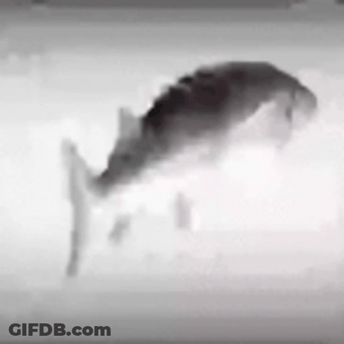 Rapid Spinning Silver Cod Fish GIF