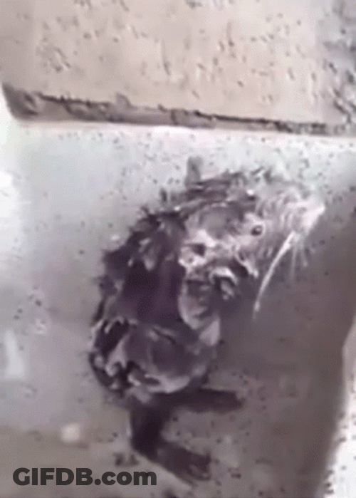 Rare Footage Rat Showering GIF