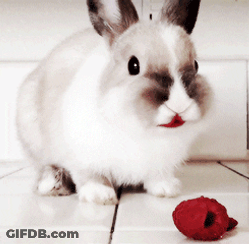 Raspberry Bunny Eating GIF