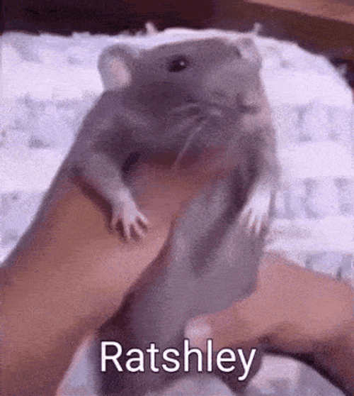 Rat Ashley GIF